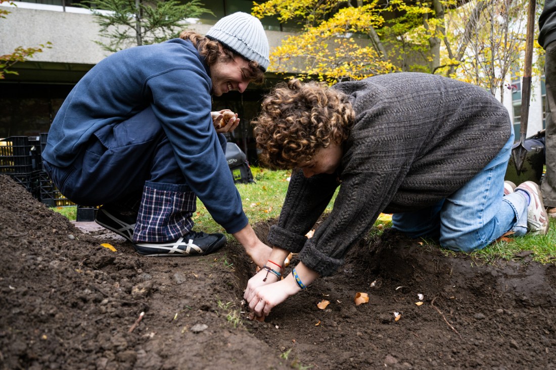 Two students digging with their hands and planting bulbs in a campus flower bed.