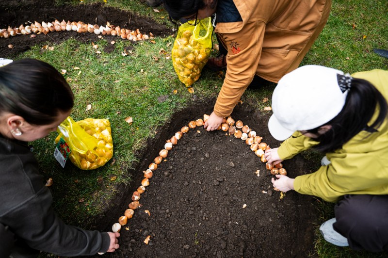 Three hands reach into a half circle of dirt to plant flower bulbs in the ground.