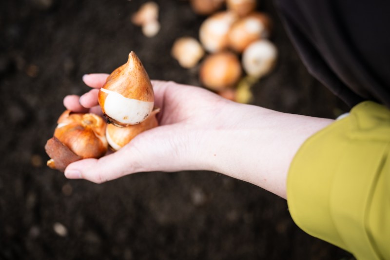An outstretched hand holds multiple flower bulbs.