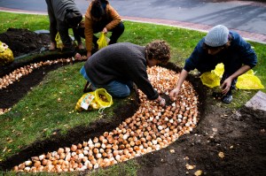 Northeastern community members bending over while planting tulip bulbs on campus.
