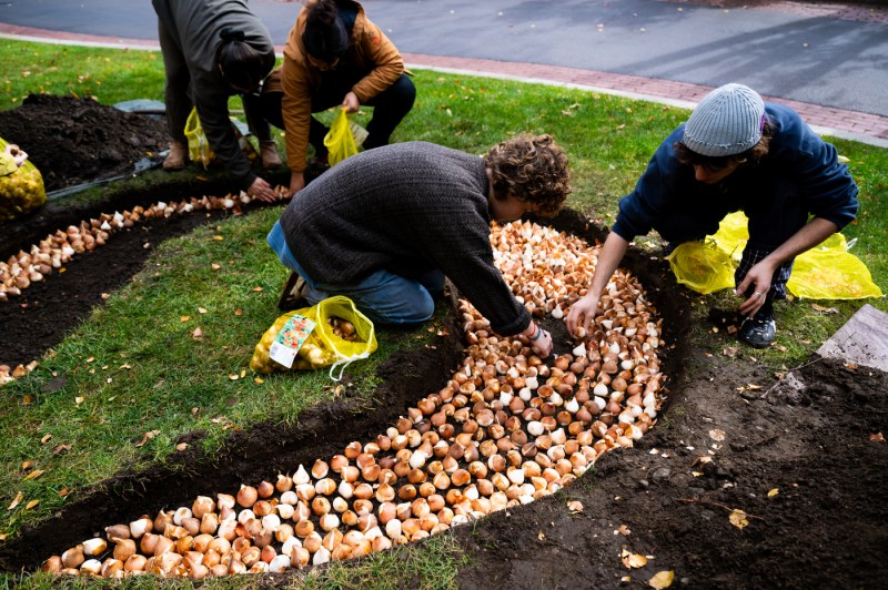 Two people squat above a flower bed where they are planting tulip bulbs in the dirt. Behind them, two more people are planing bulbs in another bed of dirt.