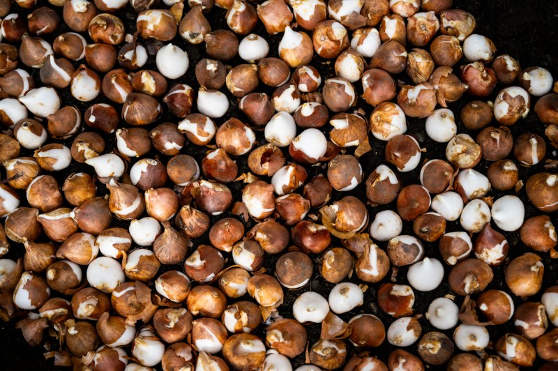 A detail photo of flower bulbs pictured from above.