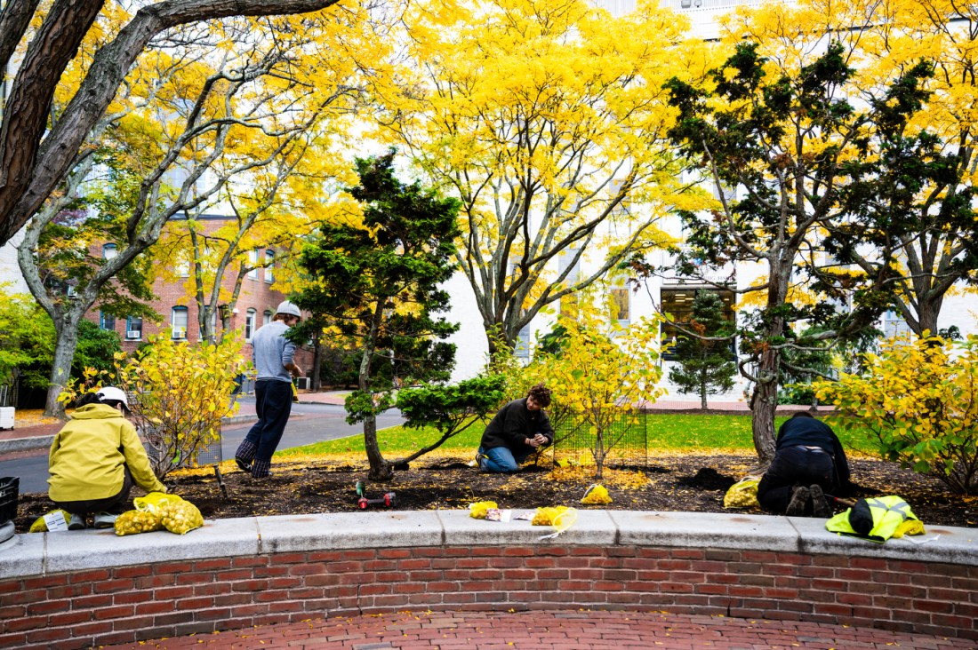 Students plant flower bulbs surrounded by autumn-colored trees and shrubs.