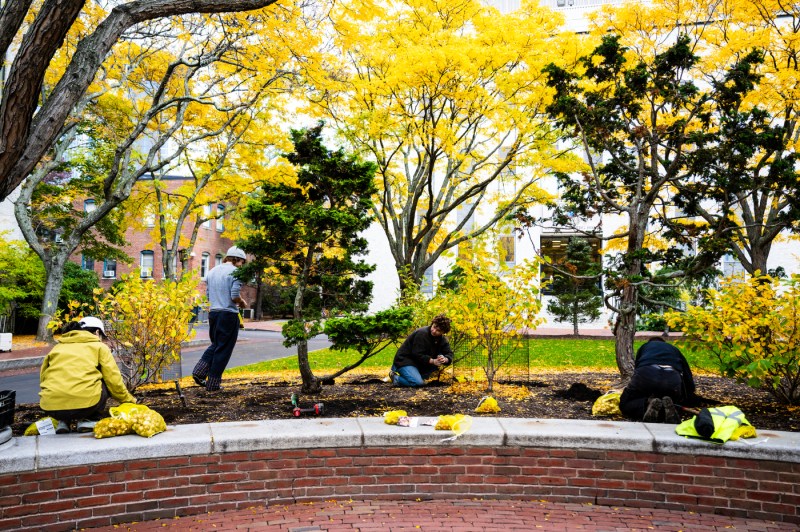 Four people dispersed between trees of green and yellow dig holes in the dirt. Yellow bags filled with flower bulbs sit next to them for planting.
