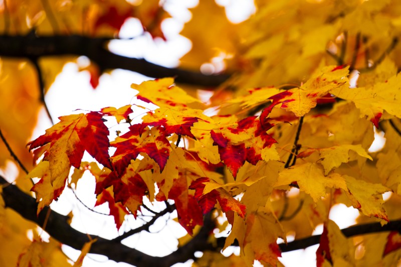 A close-up of fall foliage.