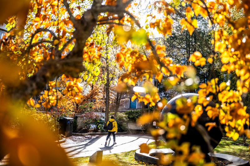 A student, framed by yellow leaves, walks through the arboretum on the Boston campus.