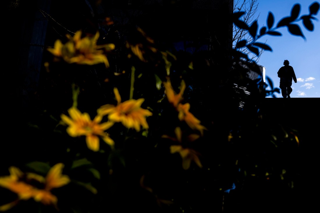 A ray of sunlight illuminates yellow flowers as a student is silhouetted crossing a bridge on Northeastern's Boston campus.
