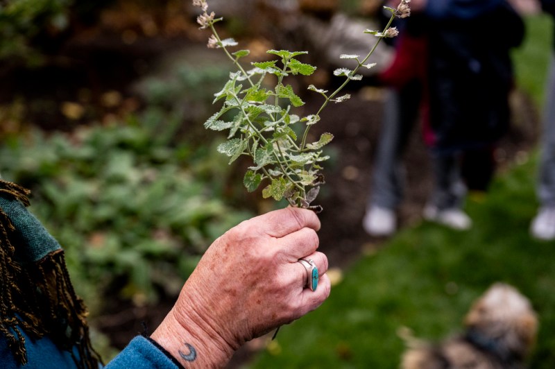 A professor holds up a plant outside during glass.
