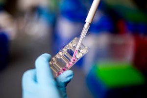 A researcher holding a specimen and injecting it with purple fluid from a syringe.