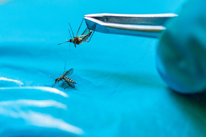 Two mosquitoes rest on a bright blue surface near laboratory glassware, representing research on fungal solutions to reduce malaria-bearing mosquitoes.