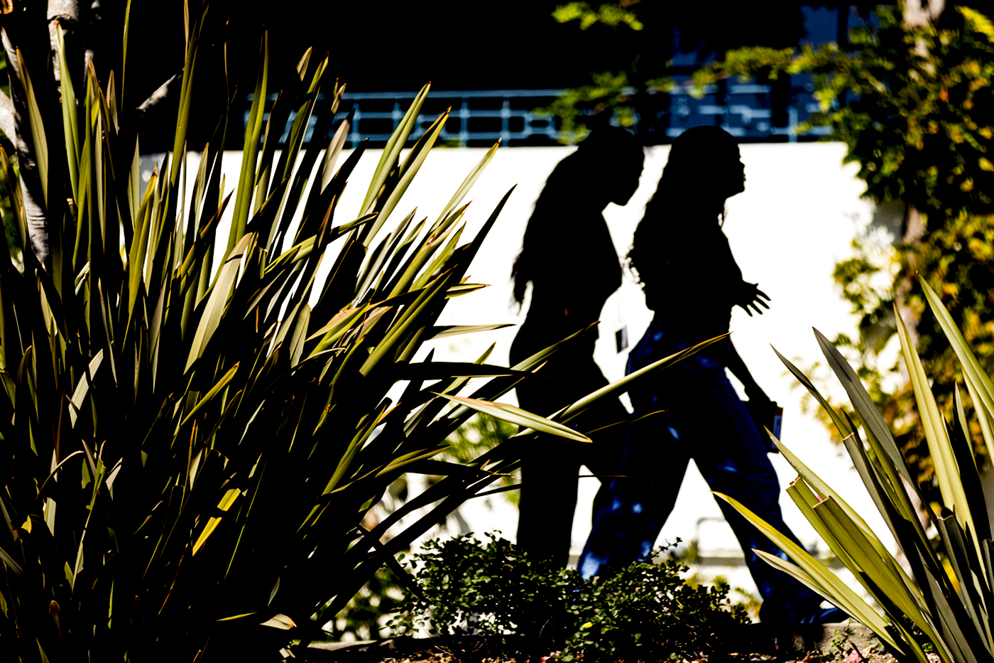 Silhouettes of two students seen through greenery.