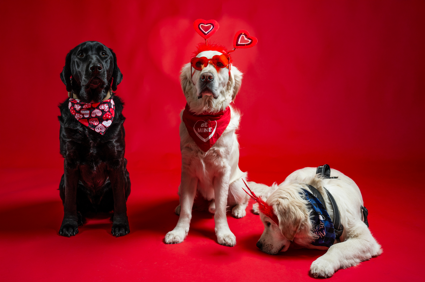 Three dogs wearing red bandanas posing together against a red background. 