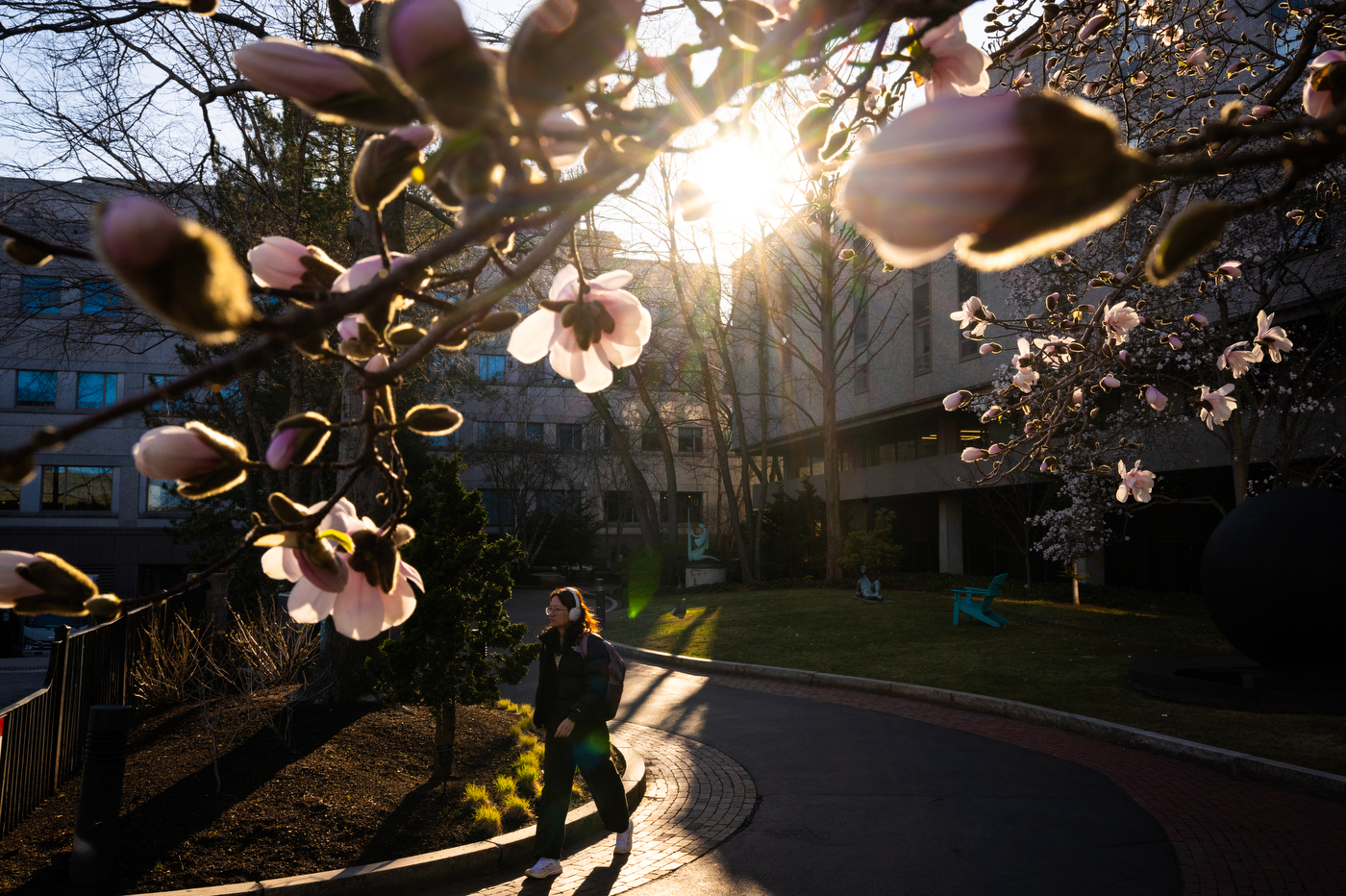 Pink magnolia blossoms backlit by golden hour sunlight frame campus buildings and a student walking on a path across the Boston campus. 