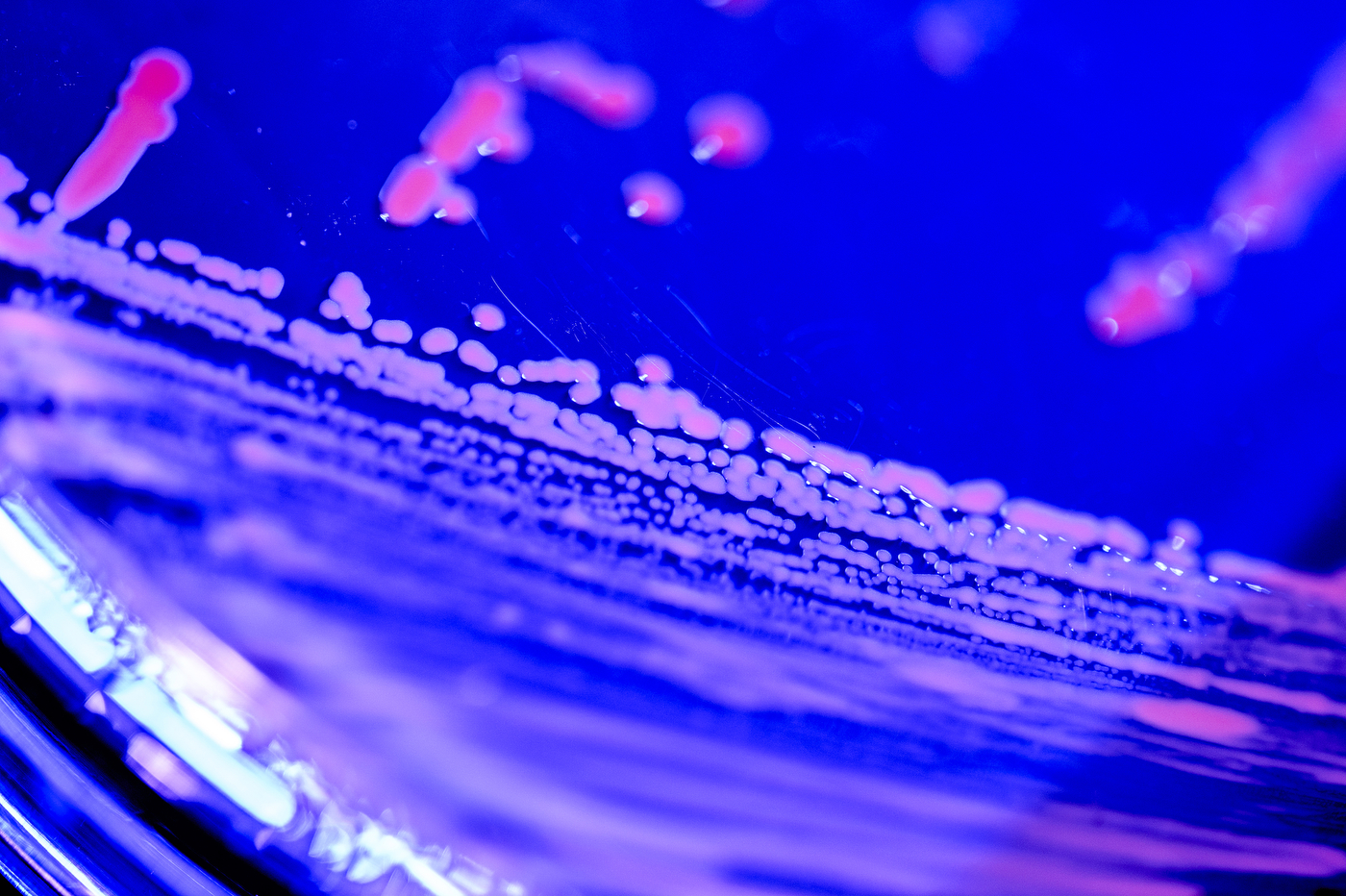 Bacterial cultures growing in pink and red colonies on an agar plate illuminated by blue light in a lab.