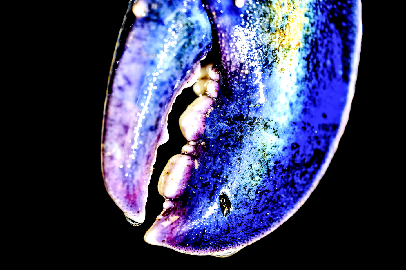 A blue lobster claw against a black background.