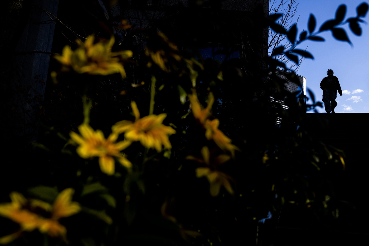 silhouette of a person walking up a staircase. Yellow wildflowers are in the foreground. 