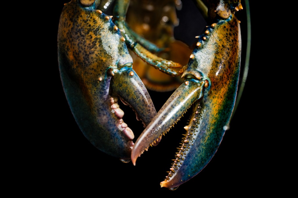 A close-up of lobster claws with bluish over brown and orange color markings.