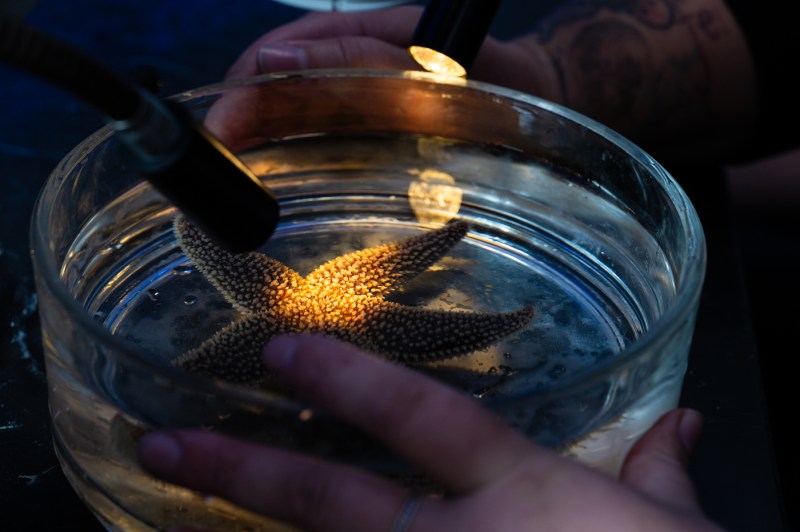 A sea star rests in a petri dish with a flashlight shining on its center.