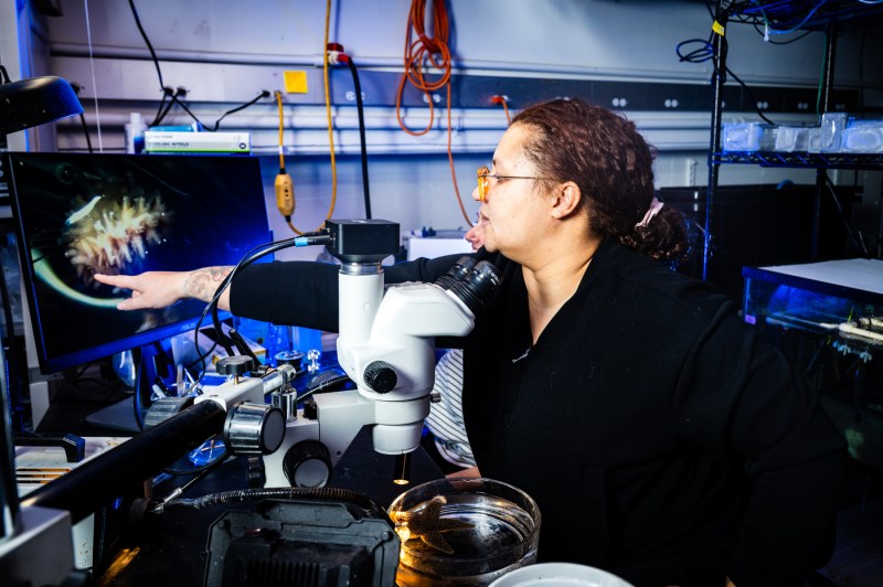 A person in a marine science laboratory, sitting in front of a microscope, points to a computer monitor with an image of a sea star.
