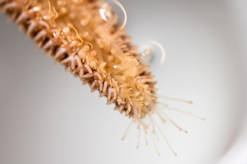 A macro photo of the tip of a sea star's arm, fine threads emerging from the arm.