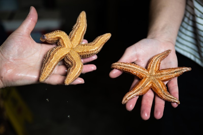 Two hands, each holding an orange sea star, display them to the camera.