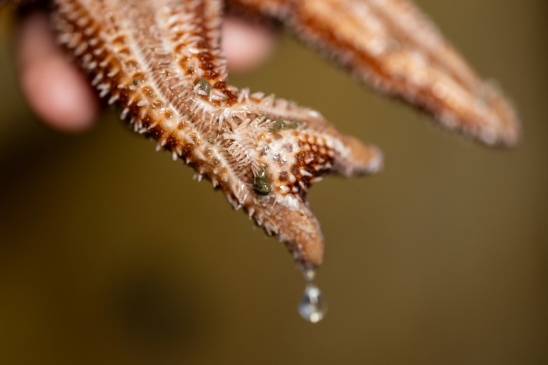 A macro photo of a sea star's arm dividing into two prongs.