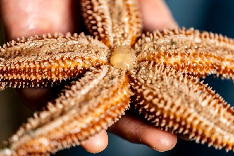 A close up photo of the underside of a sea star.