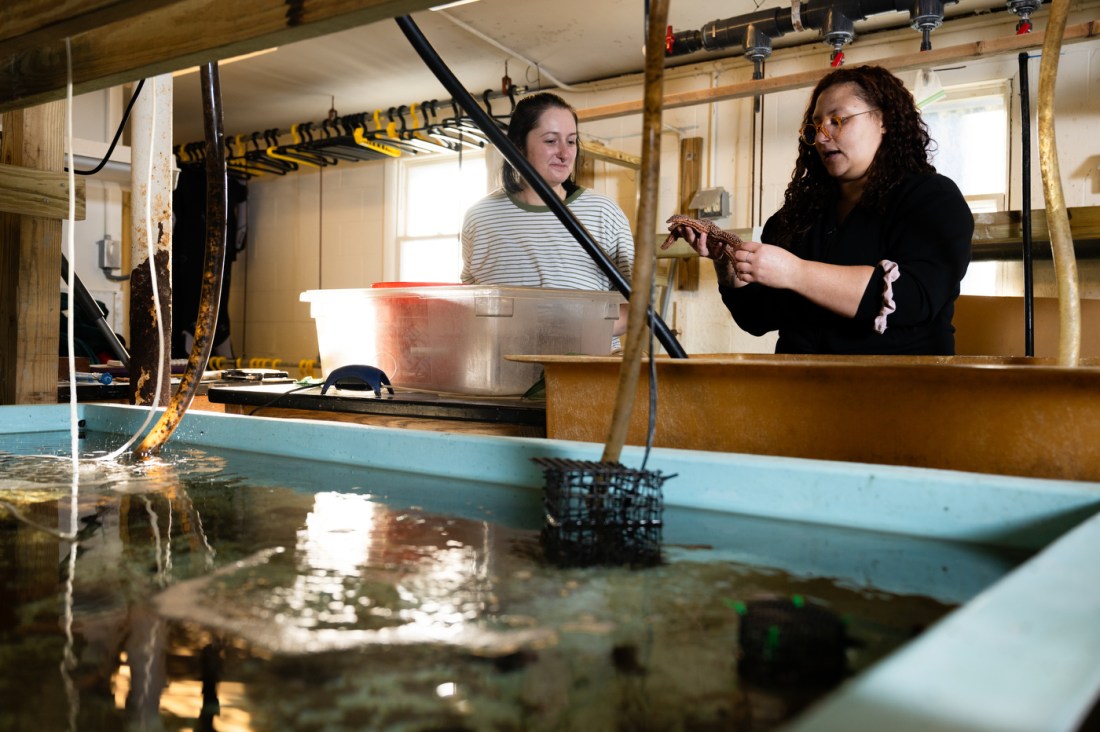 Two people stand in front of a tank holding sea stars. One of them holds a sea star and displays it to the other.