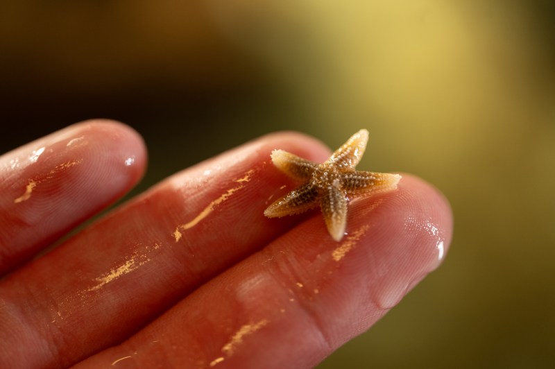A macro photo of a person's fingertips, with a minuscule sea star on the fingers, about the size of a fingerprint.