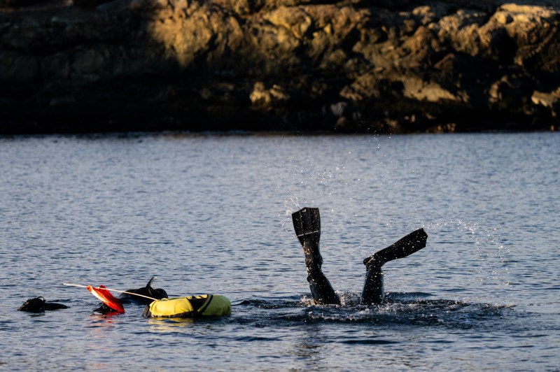The ocean's surface with trees in the background. A pair of snorkeler's fins break the surface.