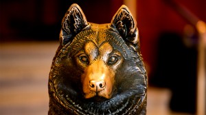 A closeup of the King Husky statue, nose worn shiny.