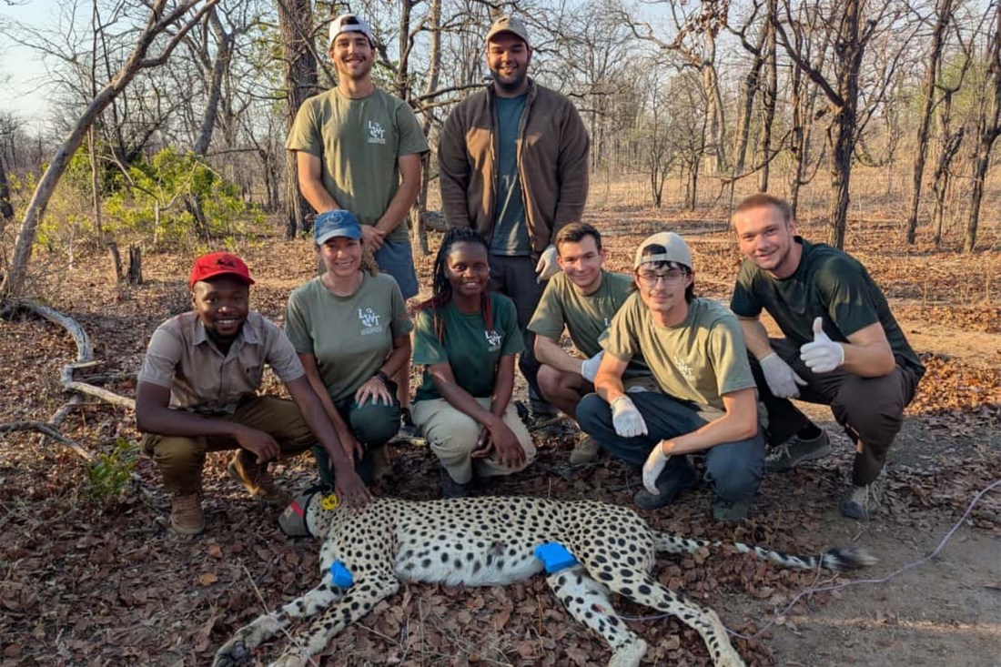 Wildlife conservation research team including Northeastern student Ryan Sewell poses with sedated cheetah during fieldwork in Malawi.