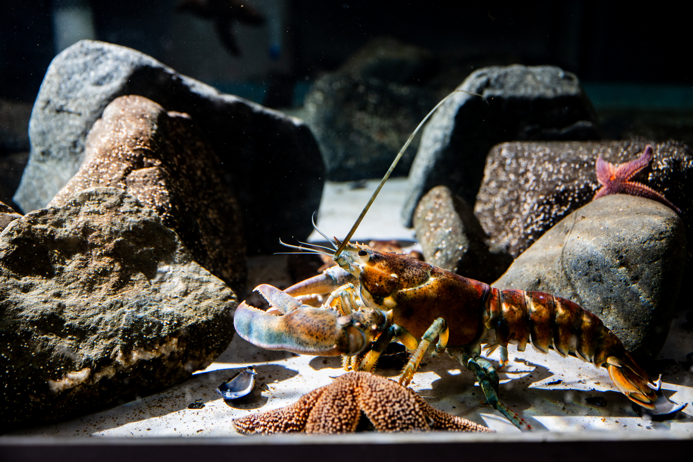 An American lobster in a research tank alongside a sea star and rocks, displaying orange and blue coloring.