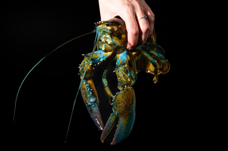 A hand holds a blue yellow multi-colored lobster.