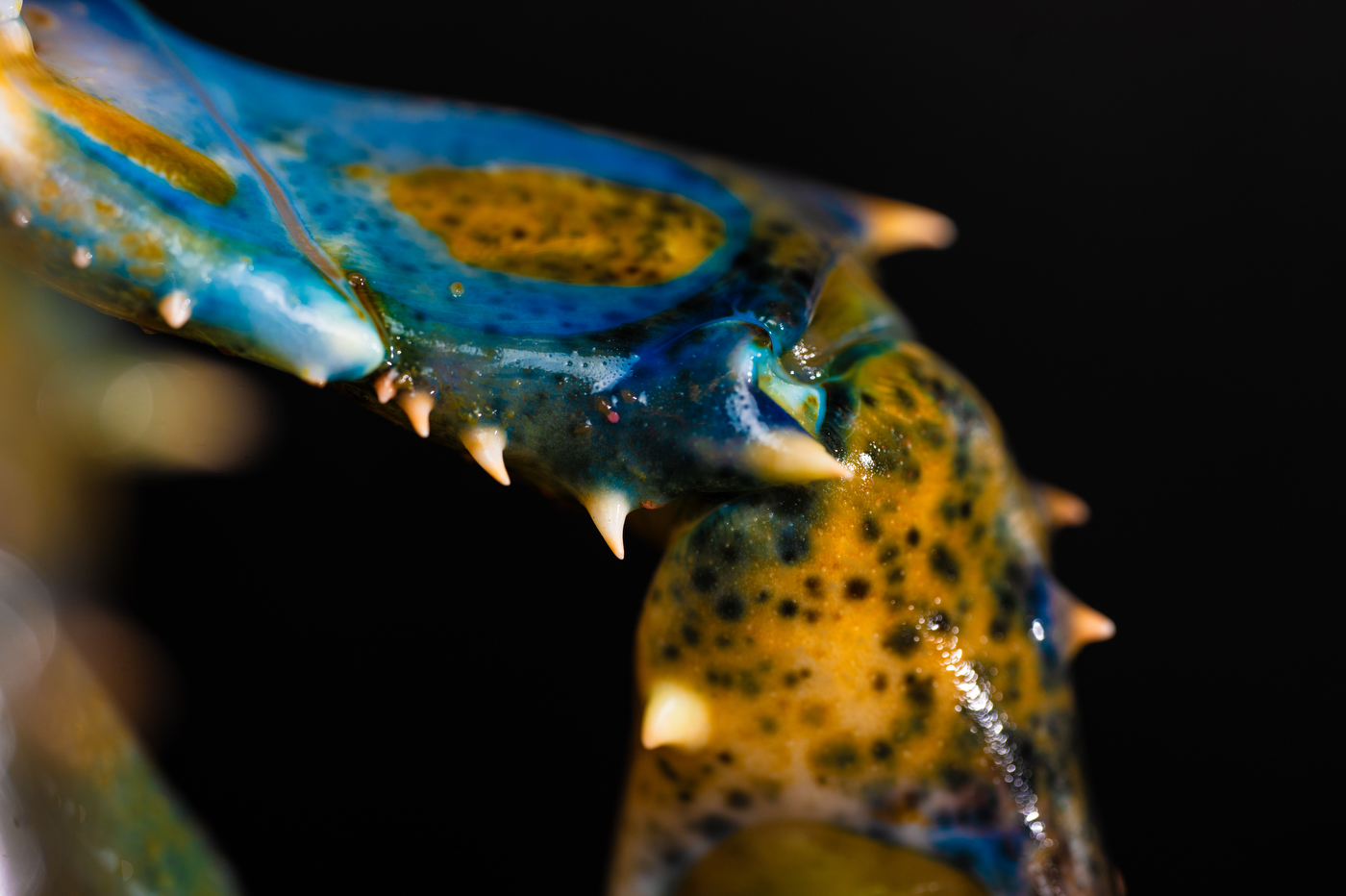 A close-up of an American lobster's claw and body segment, revealing bright yellow and blue iridescent patterning.