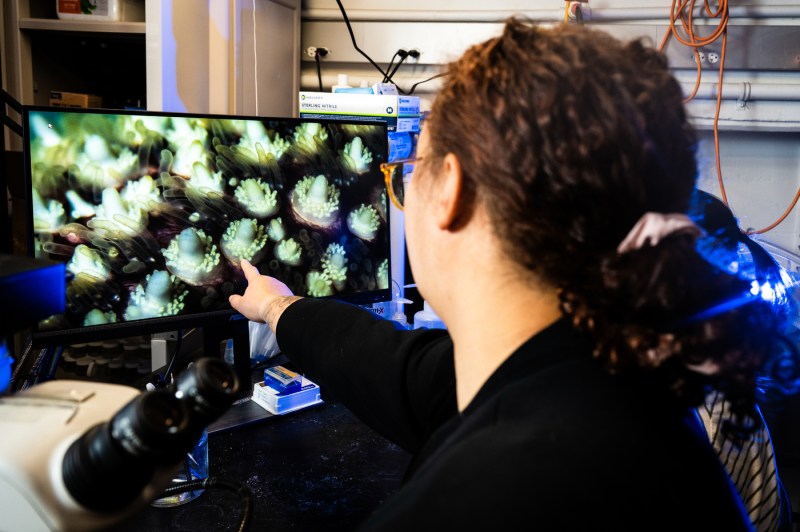 An over of the shoulder photo of a person pointing to microscopic images on a screen.