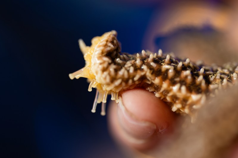 A macro shot of a sea star on top of a person's finger.