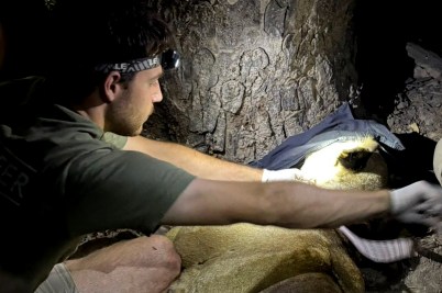 Northeastern University student Ryan Sewell wearing headlamp and gloves removes tracking collar from sedated lioness at night during African wildlife conservation fieldwork in Malawi.