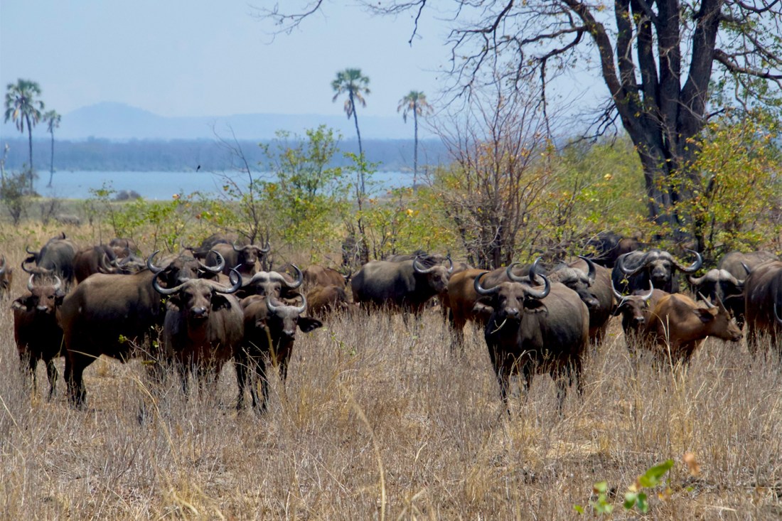 Herd of African buffalo grazing near a body of water with palm trees and mountains visible in background.