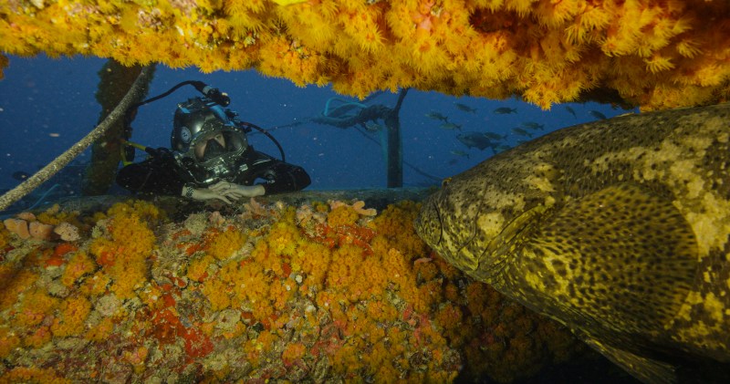 A diver observing a large moray eel on a coral-encrusted underwater structure with yellow marine growth on it.