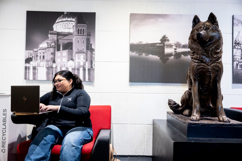 A student sits on a chair while working on a laptop. A statue of a husky is to the student's right. 
