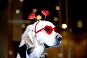 A dog wears heart-shaped sunglasses, a tuxedo bandana and a headband with hearts on it.