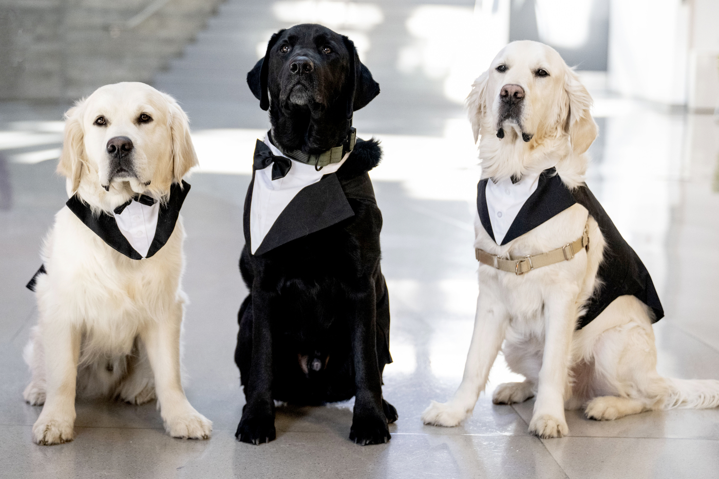 Campus dogs Ryder, Sarge, and Cooper sit together wearing tuxedo collars. 