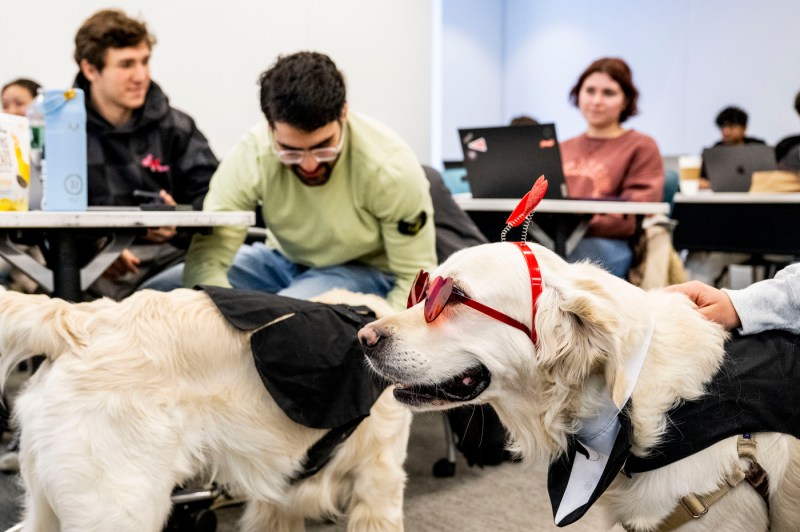 Ryder and Cooper receive pets from students inside of a classroom. 