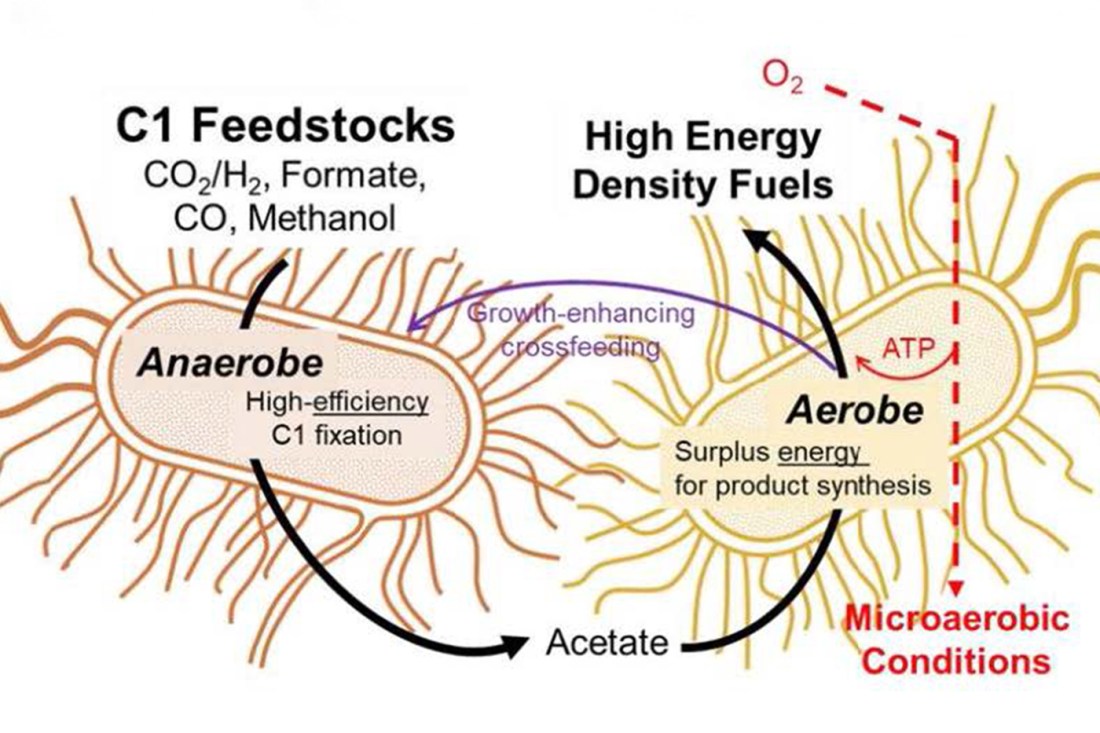 An illustration of the co-culture process.