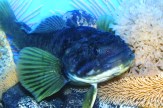 Notothenia coriiceps (Bullhead notothen) sitting on rocks and surrounded by soft corals in an aquarium tank.