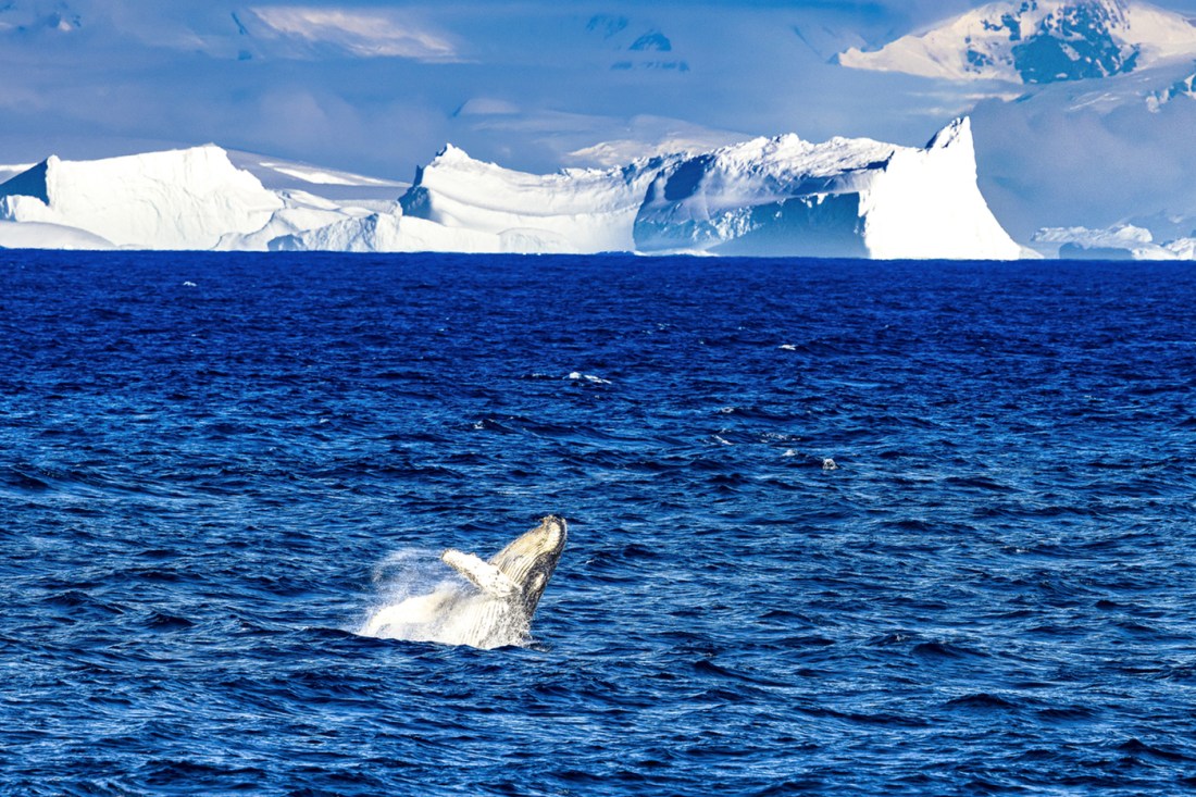 A whale surfacing in open ocean with icebergs and ice-covered land visible along the horizon under a blue sky.