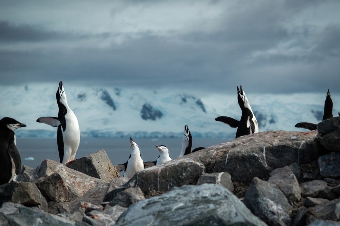 Group of penguins standing on a rocky shoreline, some raising their flippers and tilting their heads back towards the sky, with snowy mountains and a cloudy sky in the background.