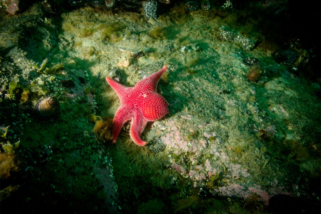 A red sea star on a rocky, algae-covered seabed, illuminated by an underwater light, with shells and marine growth nearby.
