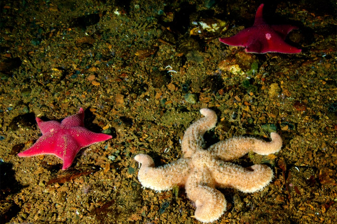 Sea stars on the ocean floor, including a large light-colored starfish and two smaller red starfish on a rocky seabed.